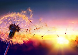 The North Wind Doth Blow